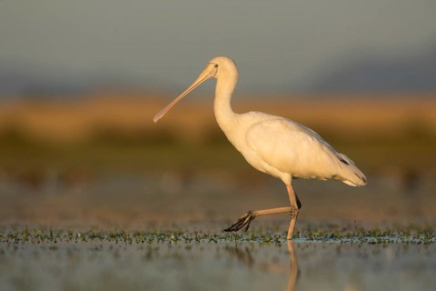 Yellow-billed Spoonbill (Platalea flavipes) foraging, Victoria, Australia