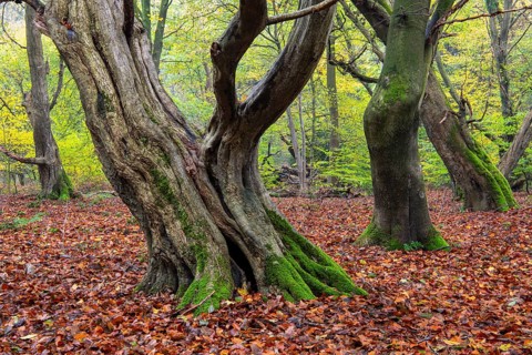 Old, gnarled trees in the Urwald Baumweg nature reserve in autumn, Emstek, Lower Saxony, Germany