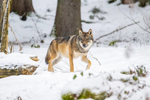European gray wolf (Canis lupus lupus) walking in a forest in winter, snow, Bavaria, Germany