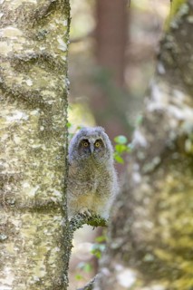 One young long-eared owl (Asio otus), sitting on a branch of a tree. Green vegetation in the