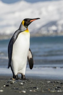 King Penguin (Aptenodytes patagonicus) perched on a rocky beach on South Georgia Island