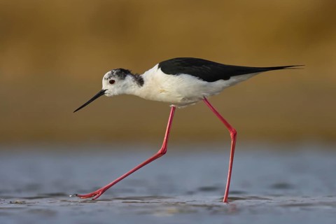 Black-winged Stilt (Himantopus himantopus) male foraging, North Rhine-Westphalia, Germany