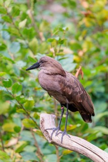 A hamerkop (Scopus umbretta) stands on a branch of a tree. Green vegetation can be seen in the