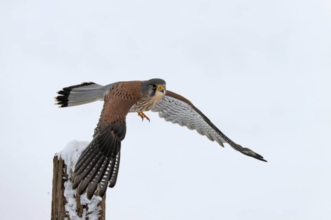 Kestrel (Falco tinnunculus) in the snow, Bitburg, Rhineland-Palatinate, Germany