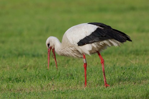 White Stork (Ciconia ciconia) eating earthworm, North Rhine-Westphalia, Germany