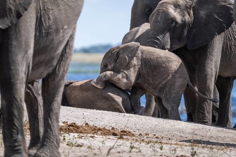 Baby elephant (Loxodonta africana) crawling onto another young elephant surrounded by the elephant