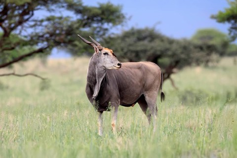 Eland (Taurotragus oryx), adult, alert, foraging, Mokala National Park, Northern Cape, South Africa