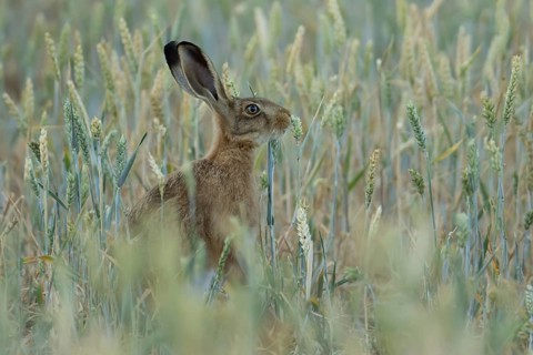 European brown hare (Lepus europaeus) adult animal feeding on a wheat sheath in a farmland field in