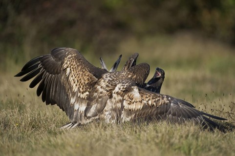 White-tailed Eagle (Haliaeetus albicilla) juvenile, Poland