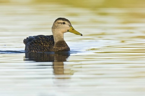 Mexican Duck (Anas diazi), Arizona, USA