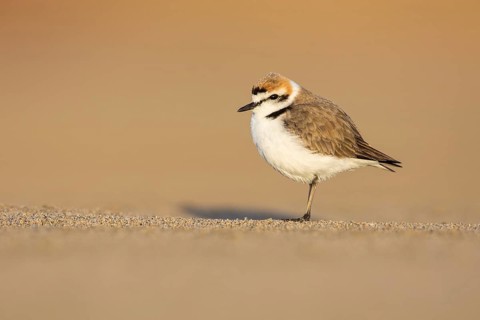 Kentish Plover (Charadrius alexandrinus) on beach, Fuerteventura, Spain
