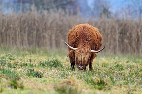Highland cattle (Bos taurus), adult animal standing in a meadow, Reussspitz nature reserve,