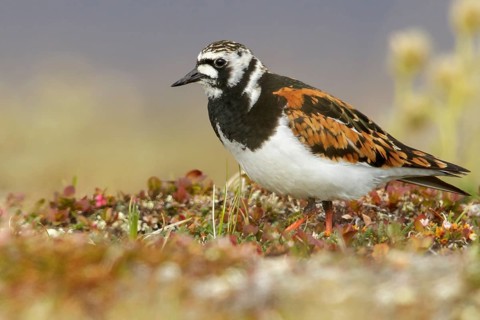 Ruddy Turnstone (Arenaria interpres) perched on the tundra in Nome, Alaska