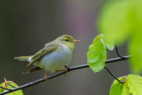 Wood warbler, (Phylloscopus sibilatrix), animals, birds, songbirds, perch, biotope, habitat,