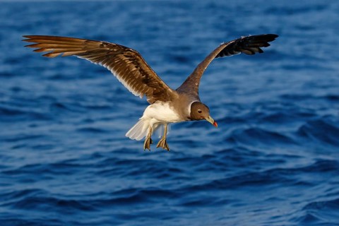 Hemprich's Gull, (Ichthyaetus hemprichii), (Larus hemprichii), Fish Eagle Gull Salalah, Off Mirbat,