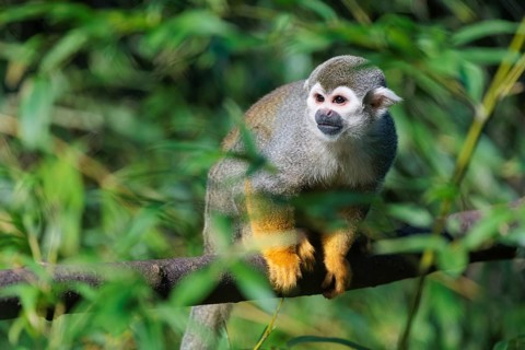 A Central American squirrel monkey (Saimiri oerstedii) looks for food in a green bush. Costa Rica,