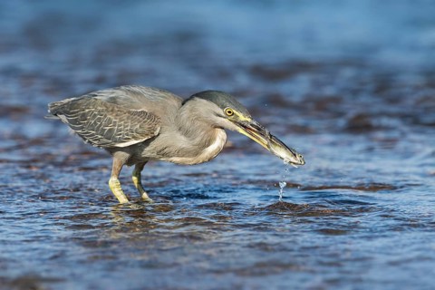 Striated Heron (Butorides striata) with fish prey in beak, Eilat, Israel