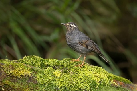 Siberian Thrush (Geokichla sibirica) male, Pahang, Malaysia