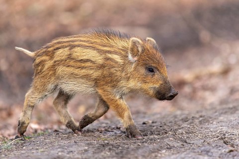 Wild boar (Sus scrofa) in the snow, fresh boar, Melle, Lower Saxony, Germany