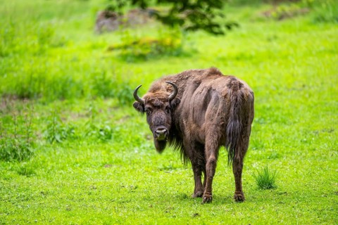 European bison (Bison bonasus) standing on a meadow in summer, Bavarian Forest, Germany