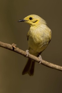 Yellow-tinted Honeyeater (Ptilotula flavescens), Western Australia, Australia