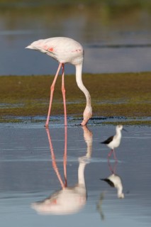 Greater Flamingo (Phoenicopterus roseus) foraging in shallow water, Greece
