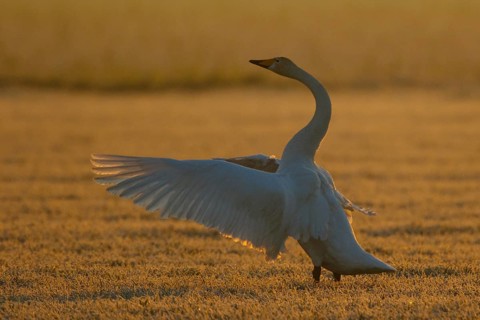 Whooper Swan (Cygnus cygnus) flapping, North Rhine-Westphalia, Germany