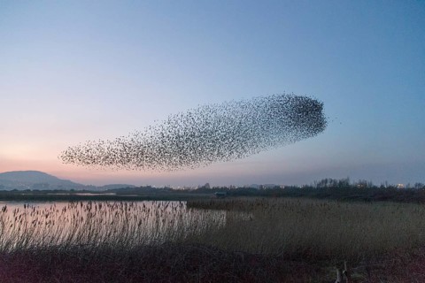 Common Starling (Sturnus vulgaris) huge flock flying in formation, Wales, United Kingdom