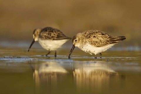 Dunlin (Calidris alpina) foraging, North Rhine-Westphalia, Germany