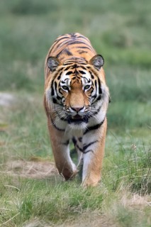Siberian tiger (Panthera tigris altaica), adult, male, running, stalking, alert