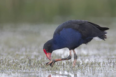 Australasian Swamphen (Porphyrio melanotus melanotus), Victoria, Australia