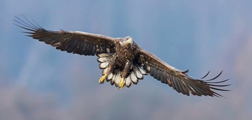 White-tailed eagle, hawk family, animals, birds, birds of prey, (Haliaeetus albicilla), biotope,
