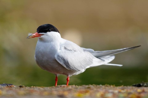 Common Tern (Sterna hirundo), North Rhine-Westphalia, Germany