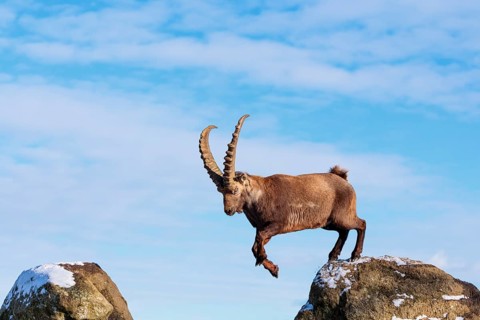 A male ibex (Capra ibex) jumps from rock to rock. Morning light against a blue sky with clouds.