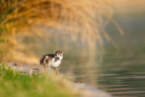 Egyptian goose (Alopochen aegyptiaca) cute chick on a meadow at the shore of a lake, Bavaria,