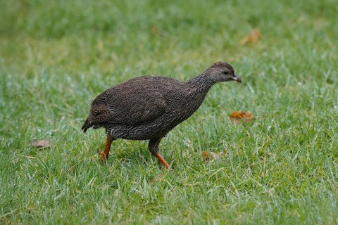 Cape Francolin (Pternistis capensis), adult, running, foraging, Karoo Desert Botanic Garden,