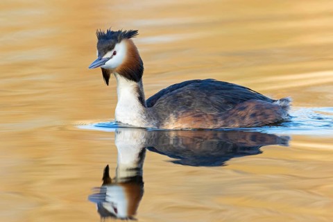A great crested grebe swimming in the water, (Podiceps Scalloped ribbonfish), animals, birds,