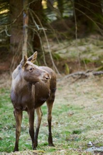 Elk (Alces alces) standing on a meadow on the edge of a forest, Bavaria, Germany