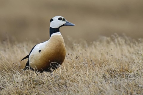 Steller's Eider (Polysticta stelleri) male, Alaska, USA