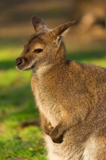 Red-necked wallaby or Bennett's wallaby (Macropus rufogriseus) with cub in her pouch, sits on a