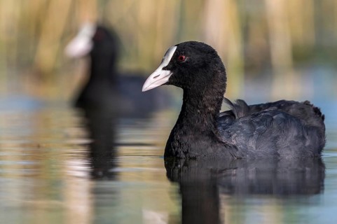 Eurasian Coot (Fulica atra), Mecklenburg-Western Pomerania, Germany