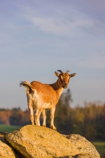 An African Pygmy goat Capra aegagrus hircus) stands on top of a rock, looking around