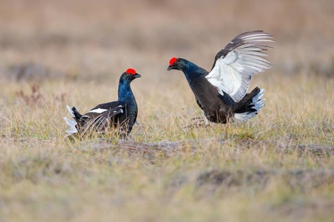 Black grouse (Lyrurus tetrix), black grouse courtship in Sweden, Fågelsjö, Gävleborgs län, Sweden