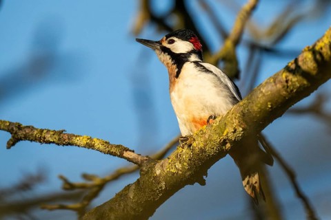 Great spotted woodpecker (Dendrocopos major) in a walnut tree, evening light, Baden-Württemberg,