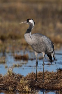 Common crane (Grus grus), Hornborga, Sweden