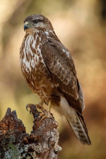 Common Buzzard (Buteo buteo), perched on a branch, Castile and Leon, Spain