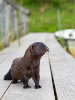 A mink stands on a fishing pier