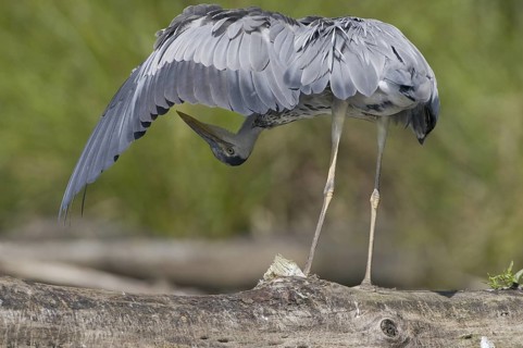 Grey Heron (Ardea cinerea), Saxony, Germany