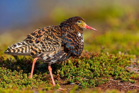 Ruff, (Philomachus pugnax), animals, birds, plumage during mating season, snipe bird, courtship,