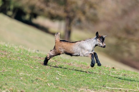 A young pygmy goat (Capra hircus) runs across a green meadow on a sunny day. Austria